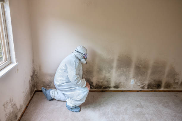 Best DIY Mold Remediation Support Services in Kapn, LA